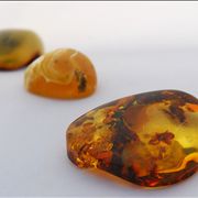 Picture Of Natural Rubber